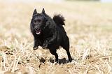 SCHIPPERKE 458